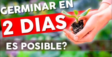 Las 10 Semillas que Germinan Rápido: Guía Completa 4 Las 10 Semillas que Germinan Rápido: Guía Completa