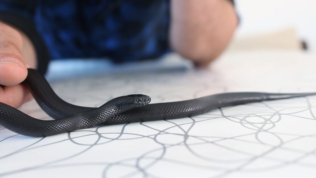 Descubre los Secretos de la Serpiente Negra Mexicana 1 Descubre los Secretos de la Serpiente Negra Mexicana
