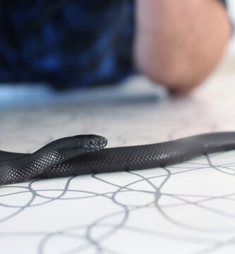 Descubre los Secretos de la Serpiente Negra Mexicana