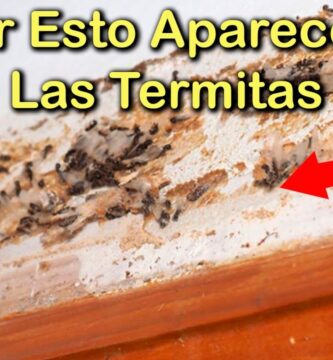 Todo Sobre Termitas Negras: Identificación, Control y Prevención