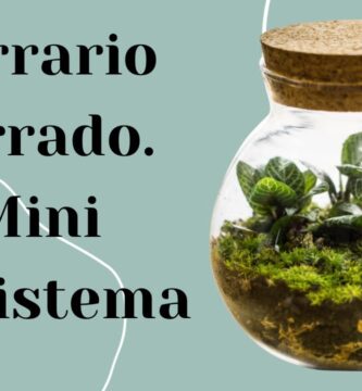 Consejos Esenciales para Mantener tu Terrario Cerrado Saludable