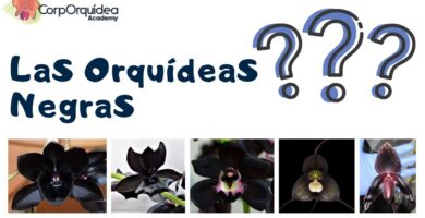 Descubriendo los Fascinantes Tipos de Orquídeas Negras Exóticas 4 Descubriendo los Fascinantes Tipos de Orquídeas Negras Exóticas