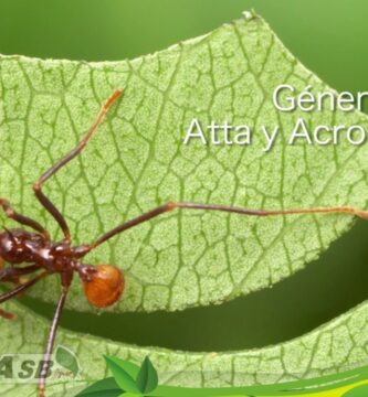 Descubre Cómo Utilizar la Trompa para Hormigas Efectivamente 1 Descubre Cómo Utilizar la Trompa para Hormigas Efectivamente