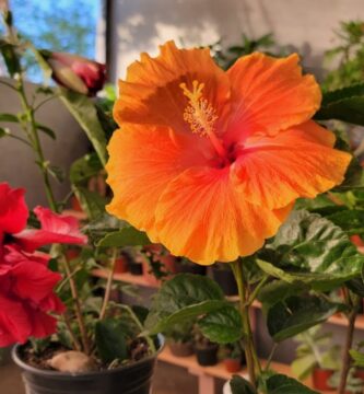 Guía Definitiva para Cultivar el Tulipán Mexicano Doble
