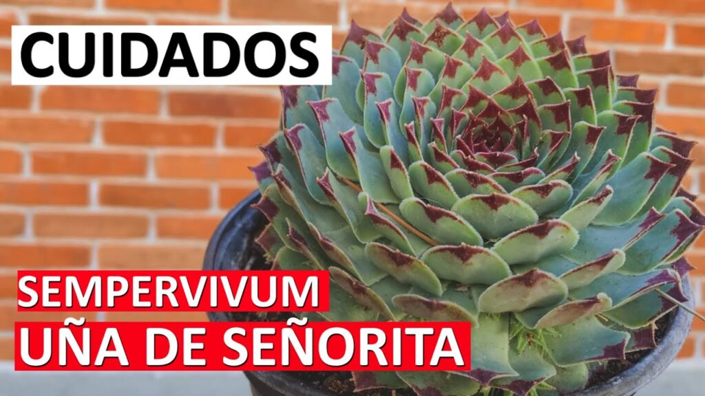 Guía Definitiva Sobre Uñas de Señorita Elegantes 1 Guía Definitiva Sobre Uñas de Señorita Elegantes