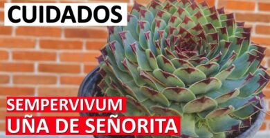 Guía Definitiva Sobre Uñas de Señorita Elegantes