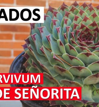 Guía Completa para Cultivar Uñas de Señorita Planta Efectivamente