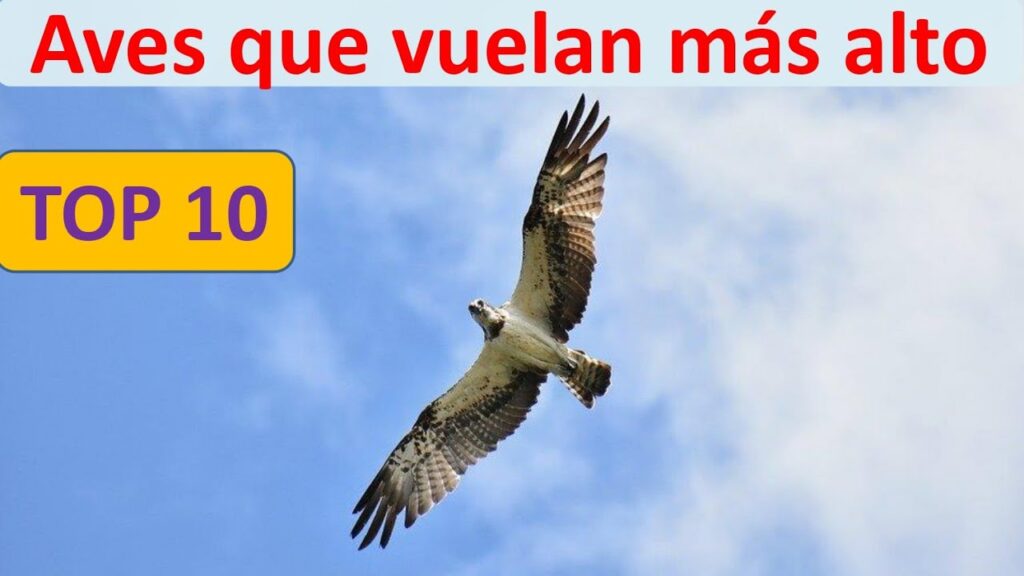 Conoce el Vuelo Alto de las Aves de Rapiña