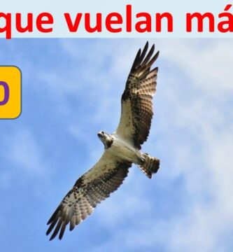 Conoce el Vuelo Alto de las Aves de Rapiña